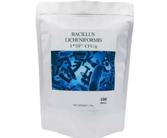 BACILLUS LICHENIFORMIS